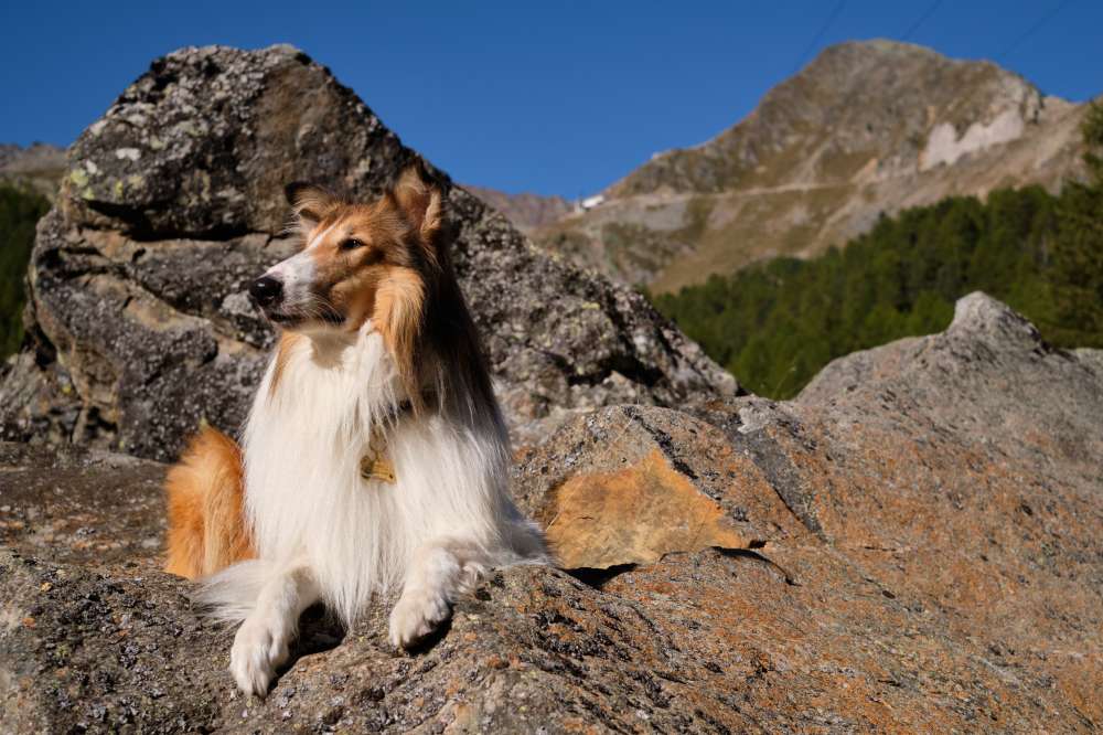 Lassie 2